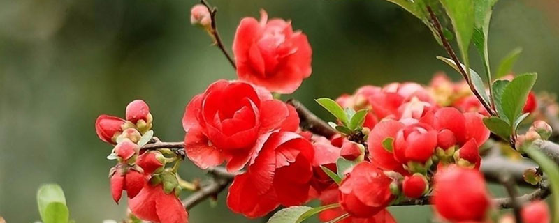 海棠梅花的养殖方法（刺梅海棠的养殖方法）