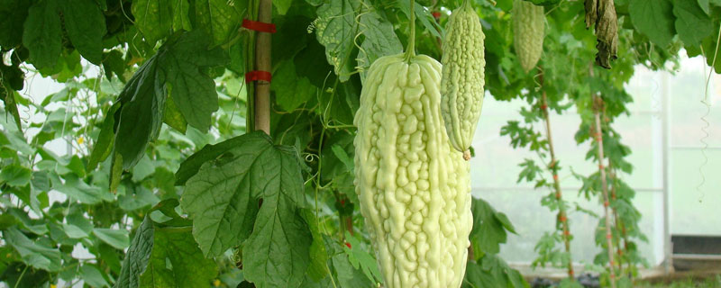 苦瓜育苗方法和时间 苦瓜育苗种植时间及技术要点