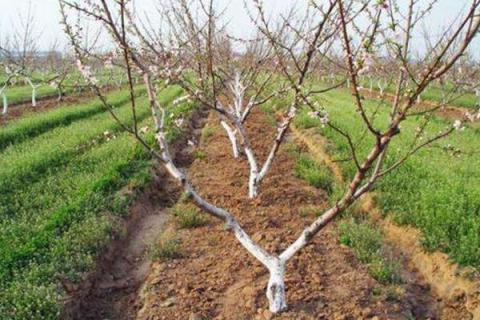 黄桃施肥时间,施什么肥料好