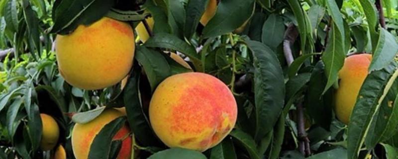 黄桃施肥时间,施什么肥料好