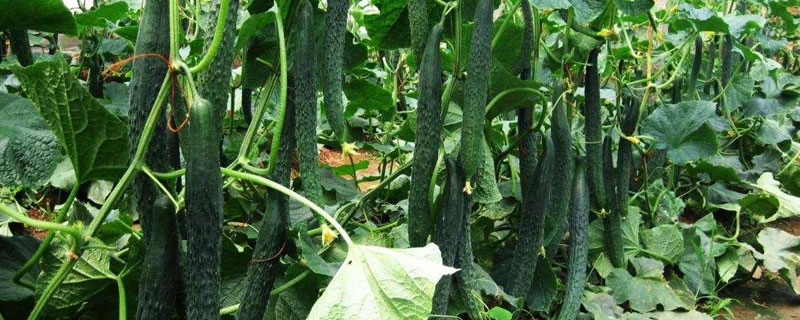 黄瓜施肥时间及方法（黄瓜的管理方法及追肥情况）