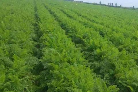 胡萝卜怎么种植,附种植方法