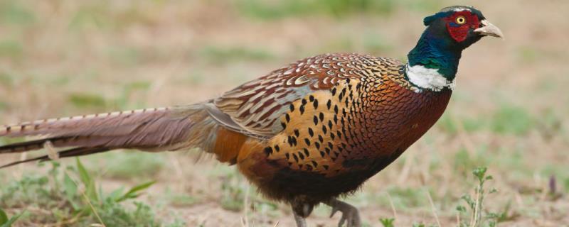 野鸡吃什么东西为食,野鸡是几级保护动物