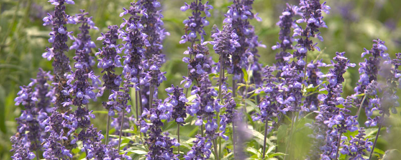 西班牙薰衣草养殖方法（法国薰衣草种植方法）