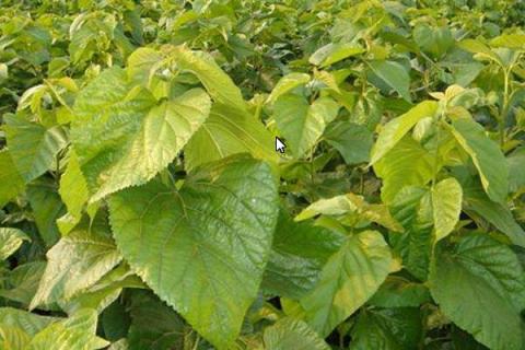 桑树嫁接的时间，多少天可以确认成功？