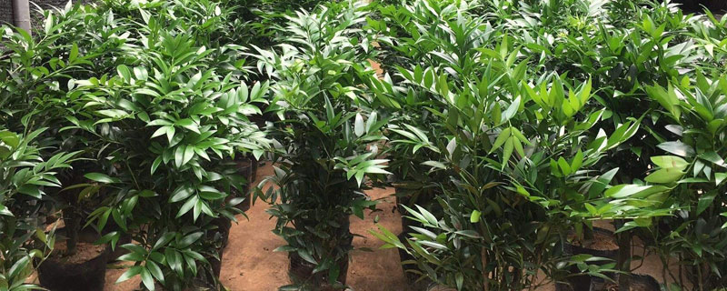 兴旺竹的养殖方法和注意事项 兴旺竹怎么养才能更旺盛