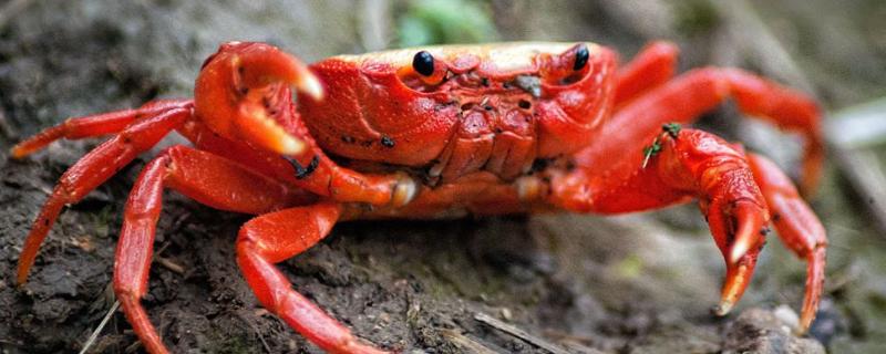 公蟹和母蟹有什么区别,公蟹有蟹黄吗