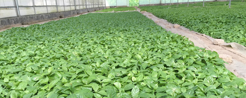 何首乌种植技术（何首乌种植技术方法）