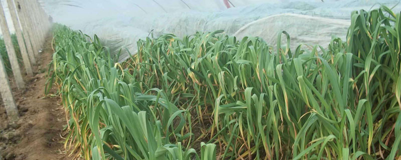 北方春播大蒜的种植 北方春播大蒜的种植能复地膜吗