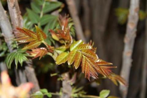 大棚香椿树的种植方法