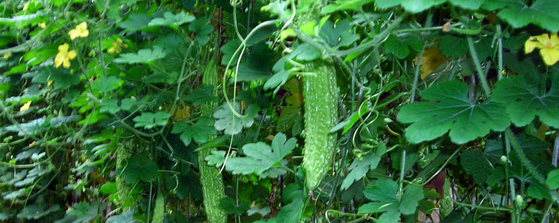 苦瓜露地种植技术,3月底播种,后期绑蔓上架