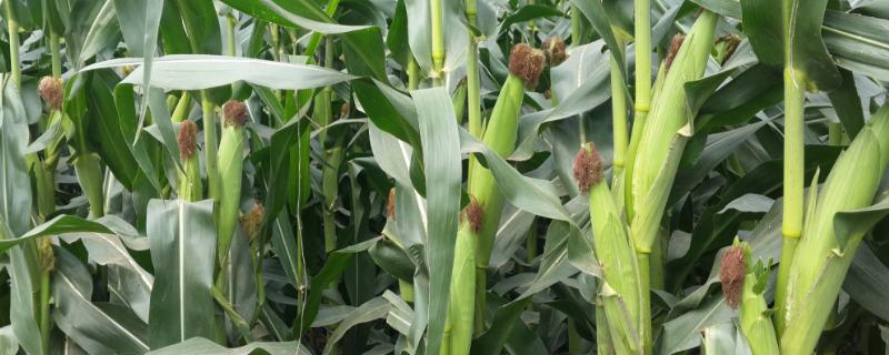 玉米控旺药什么时候打合适 玉米控旺药什么时候打好