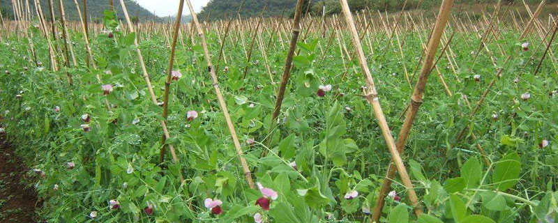 菜豌豆种植技术 菜豌豆种植技术与管理