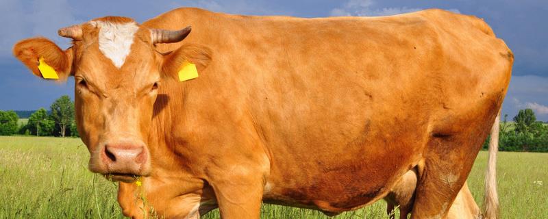 牛毛不光滑的5个原因，如何防治 牛毛不光滑的5个原因,如何防治