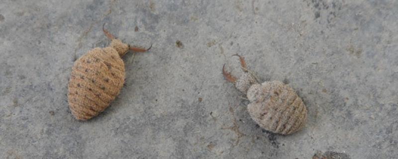 蚁狮可以人工养殖吗,蚁狮是益虫还是害虫