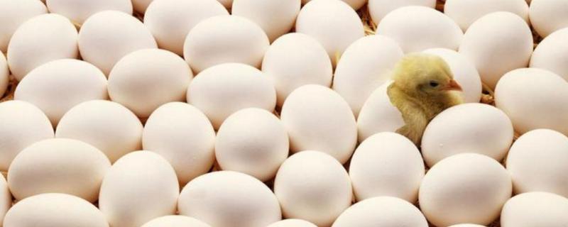 种蛋孵化流程，种蛋的保存期最好在多少天内
