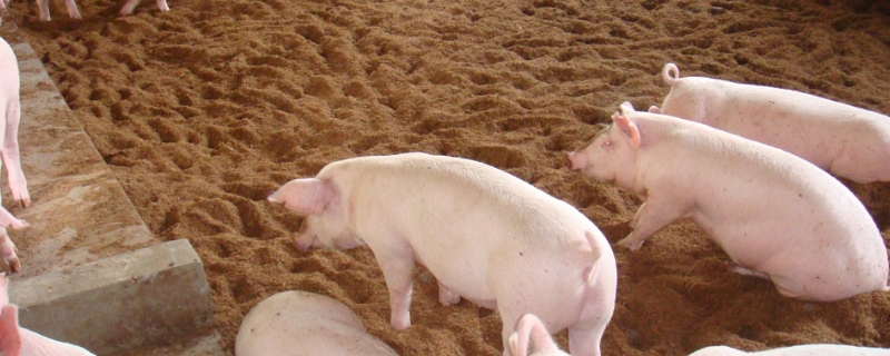 非州猪瘟空气传播吗?,附传播途径和防范