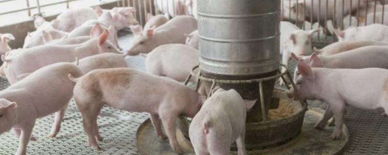 养猪240斤正常料肉比，料肉比怎么算 养猪料肉比怎么计算