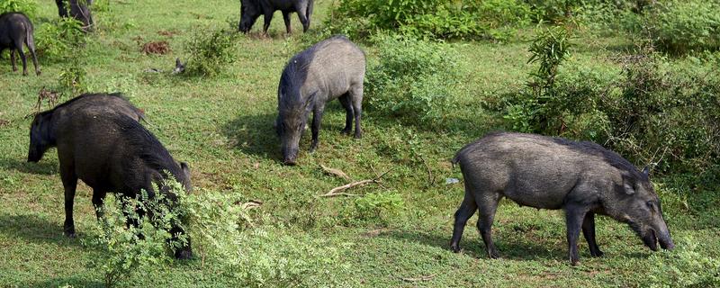 野猪怎么洗澡，喜欢吃什么（野猪怎么洗澡的）
