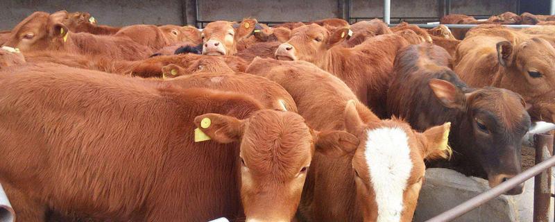 牛生长周期多长，寿命有多长 牛的寿命大约几年