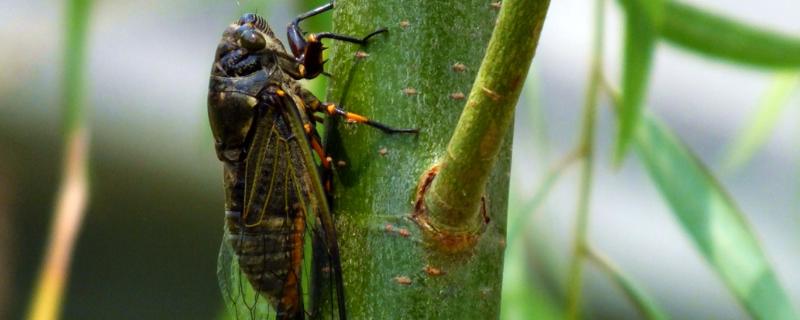 黑蚱蝉怎么养,有毒吗