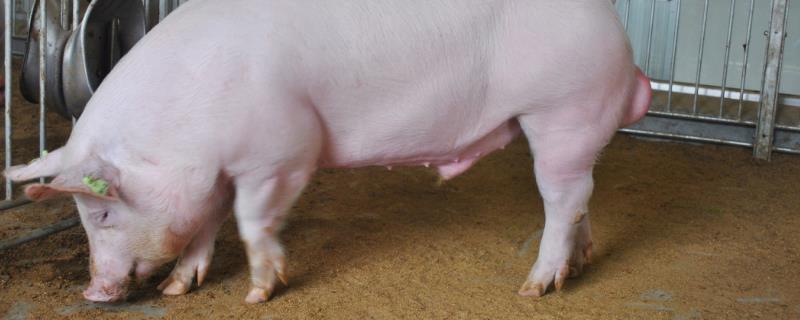 母猪体温多少正常,母猪快要产仔的症状