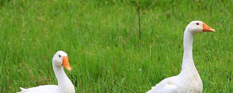 鹅站不起来最有效的办法,是什么原因导致的