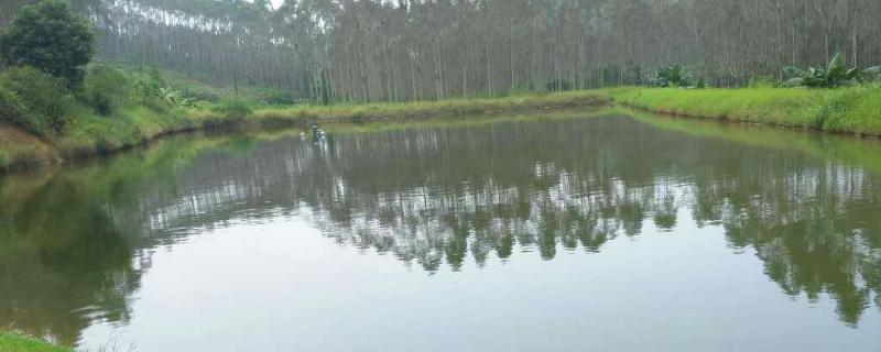 鱼塘撒化肥鱼一般几天不开口,附撒化肥的比例