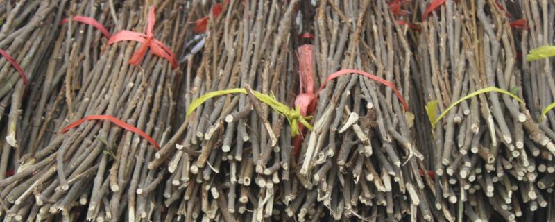 金蝉卵枝怎样孵化，附卵枝种植方法（金蝉卵枝怎样孵化湿度）