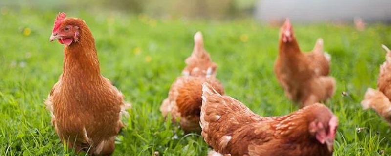鸡的体温多少是正常，鸡怎么散热（家鸡的体温为几度）