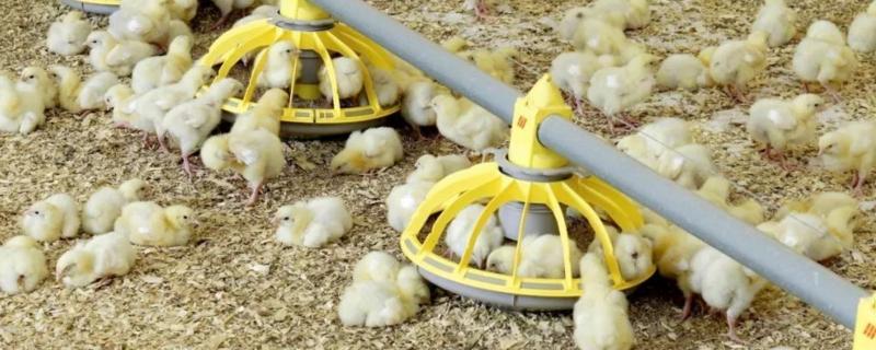 小鸡养一个月大概有多大,一个月以内的小鸡怎么养