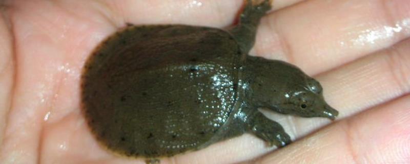 3至5克的甲鱼幼苗怎么养,甲鱼幼苗到成年甲鱼需要多久