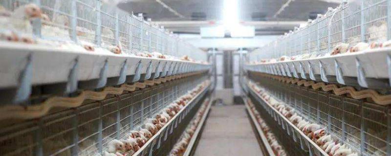 养禽与禽病防治，家禽有哪些 家禽的疾病预防与治疗