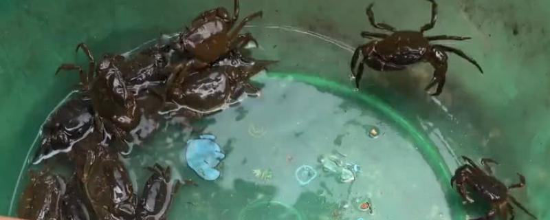 海里抓的小螃蟹怎么养,水深多少合适