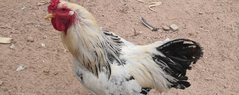 婆罗门鸡能长多少斤，附养殖方法 婆罗门鸡到底能长多大