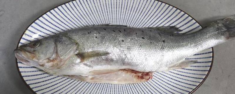 海鲈鱼习性，海鲈鱼为什么便宜 海鲈鱼为什么这么便宜