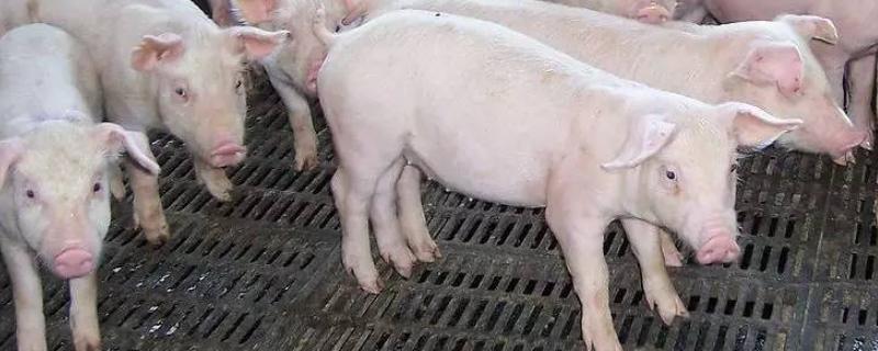 如何预防非洲猪瘟,附初期的症状