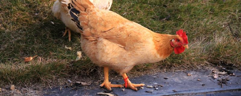 鸡脚蹬是什么，为什么要除掉 鸡脚蹬子是什么