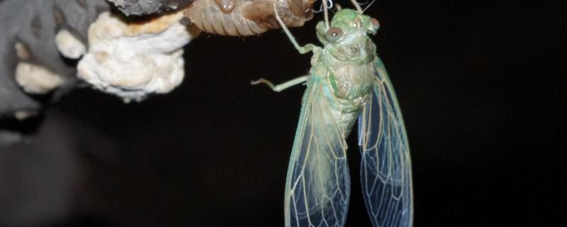 金蝉卵枝怎么采集,怎么孵化