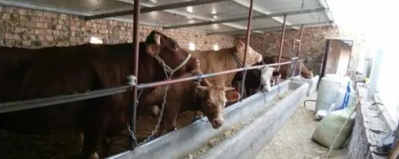 大棚养牛的建造技术,附养牛的疾病预防