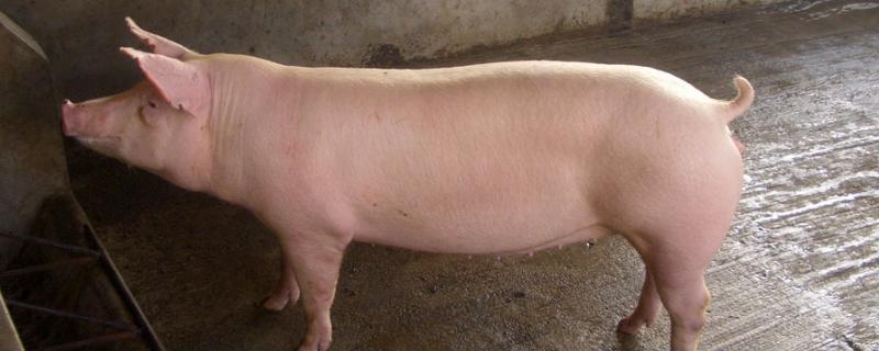 母猪便秘用开塞露一般用几支,母猪便秘的原因