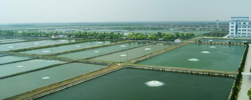 海虾怎么养殖，海虾和河虾哪个好 海虾与河虾哪个好吃