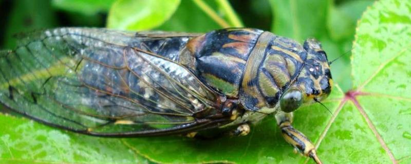 金蝉怎么繁殖,繁殖周期多长 金蝉什么时候繁殖