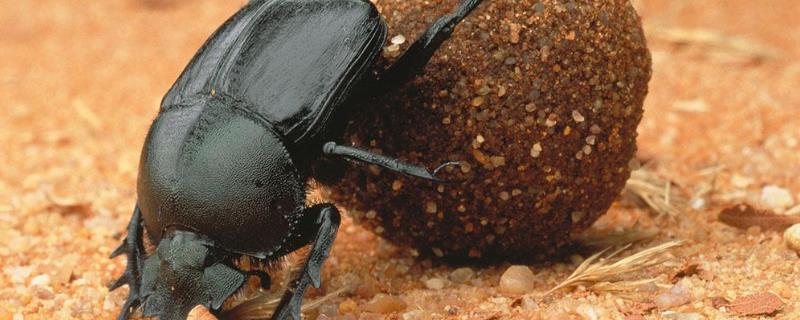 西班牙蜣螂的特点，附生活环境介绍（西班牙蜣螂生活在哪里）