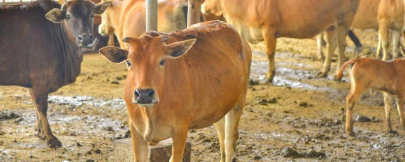 牛口蹄疫疫苗打在什么部位,牛口蹄疫的症状有哪些