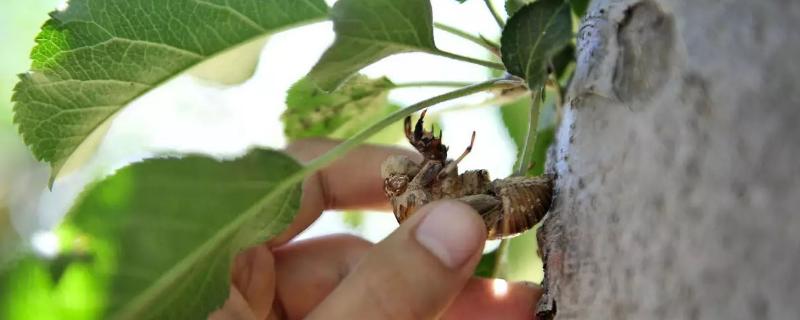 金蝉生长周期多长,用柳树还是榆树