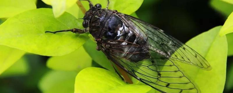 什么树上金蝉多,树枝什么时候开始培养