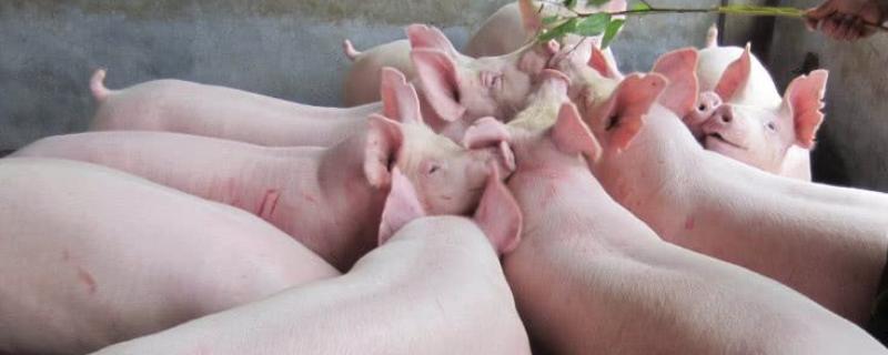 猪怎么喂才长得快，猪饲料如何配置 猪怎么喂才长得快,猪饲料如何配置好
