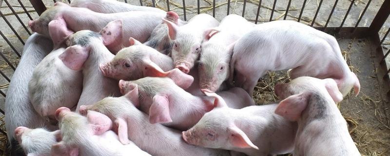 小猪拉黄痢用什么药物治疗,小猪拉稀最简单的方法