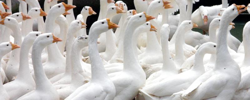 鹅病怎么治疗，附症状（鹅有什么病,如何防治）